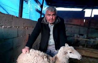 Osmaniye’de sokak köpekleri koyunları telef etti