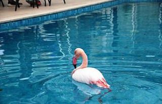 Otelin havuzuna düşen yaralı flamingoyu görenler...