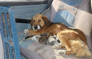 Oto tamircisi, 7 köpek yavrusu ve annesine sahip...