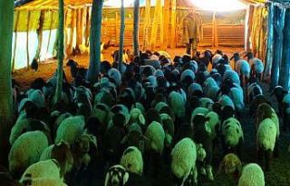 (Özel) 650 bin koyun ve keçinin doğum sezonu devam...