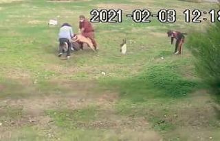 (Özel) Antalya’da Pitbull dehşeti