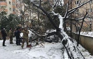 (Özel) Ataşehir’de 30 yıllık tesbih ağacı...