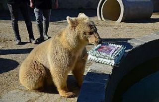 (Özel) Ayı Silva 2.yaşını pasta yiyerek kutladı