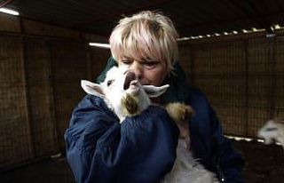 (Özel) Beslediği keçilerin ne etinden ne de sütünden...