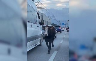 (Özel) Bursa trafiğinde dana şoku...