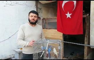 (Özel) Bursa’da kafesinden kaçan muhabbet kuşları...
