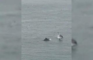 (Özel)- Denizde oyunlar oynayan yunus balıklarına...