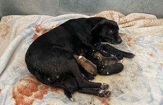 (ÖZEL) Esenyurt’ta donmaktan son anda kurtarılan...