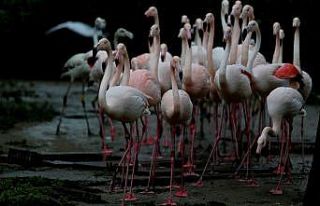 (Özel) Flamingo ailesine 12 yeni üye