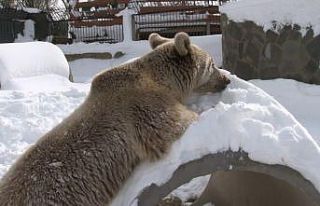 (Özel) Karın keyfini çıkaran ayı, bakıcısıyla...