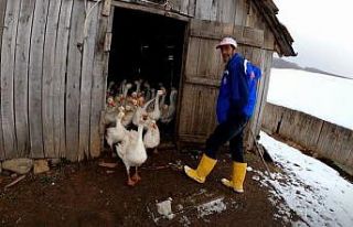 (Özel) Kazların efendisi