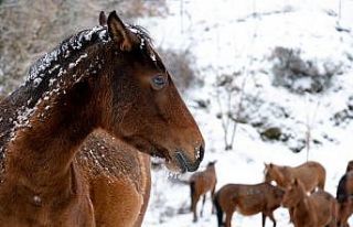 (Özel) Minik Kuzey’in Spil’deki yılkı atlarıyla...