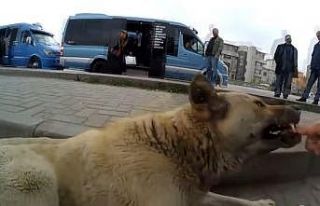 (Özel) Sokak köpeklerini sinirlendirip kendini ısırttırıyor