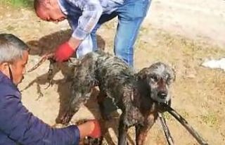 (Özel) Uyuz köpeğe motor yağı ile tedavi