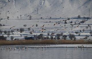 (Özel) Yaz aylarında Van’a gelen flamingolar,...