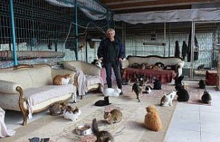 (Özel) Yok böyle bir ev...Tam 250 kediye ev sahipliği...