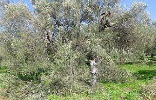 (Özel) Zeytin ağacının soğuk havaya da ihtiyacı...
