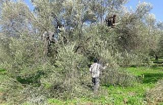 (Özel) Zeytin budama atıkları ekonomiye kazandırılıyor