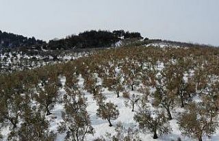 (Özel) Zeytinleri ağaçları yanan köylüler: "Destek...