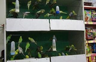 Pandemi evcil hayvan talebini artırdı