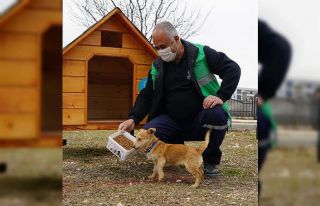 Parklara kedi ve köpek evleri kuruluyor