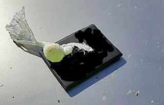 Polisin dur ihtarına uymayıp kaçtılar