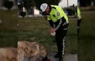 Polisin hayvan sevgisi