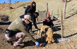 Polislerle hayvanseverler sokak hayvanlarına mama...