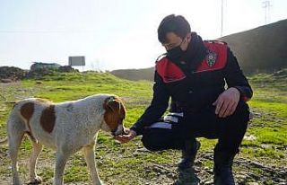 Polislerle sokak hayvanları arasındaki dostluk yürekleri...