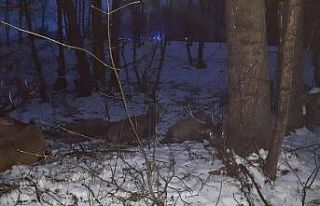 Polonya’da avcılardan kaçan geyik sürüsü göle...