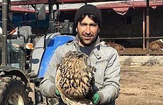 Puhu yırtıcısı tedavi altına alındı