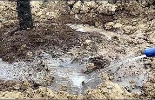 Pursaklar’da ağaçlandırma çalışmaları tüm...