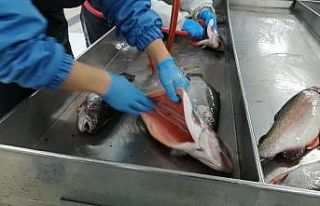 Rize’de üretilen Somon Balığı’nın ihracatı...