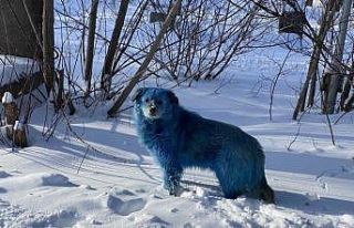 Rusya’da köpeklerin rengi maviye döndü