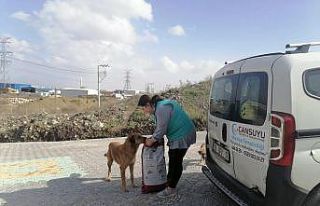 Sadece insanlara değil sokak hayvanlarına da cansuyu...