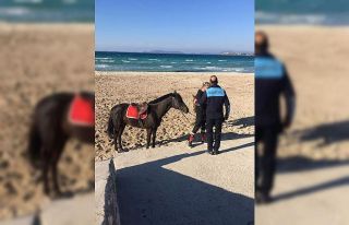 Sakatlanan yarış atına Çeşme’de plaj engeli