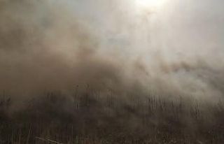 Samandağ’da sazlık alanda yangın