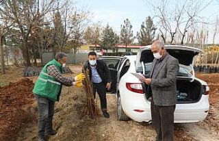 Şanlıurfa’da nar fidanı dağıtımı başladı