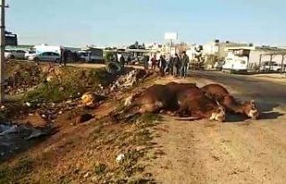 Şanlıurfa’da tır şarampole devrildi, hayvanlar...