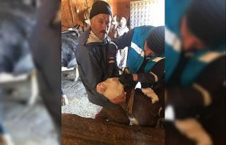 Şaphane’de ’’Şap ve brucella’’ aşılama...