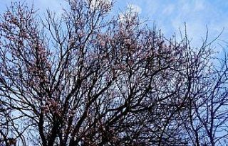 Sarıgöl’de bademler çiçek açtı