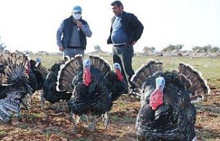 Satılık hindi bulamayınca kendi işini kurdu
