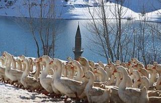 Şehir hayatı bunalttı, huzuru köyünde buldu