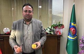 Sezonun ilk turfanda şeftalisi Tarsus’ta hasat...