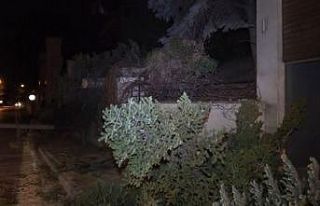 Şiddetli rüzgar ağaç devirdi