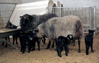 Siirt’te Romanov cinsi koyun sezaryen ile dördüz...