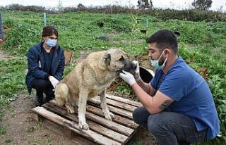 Silahla yaralanan köpeğin durumu iyiye gidiyor