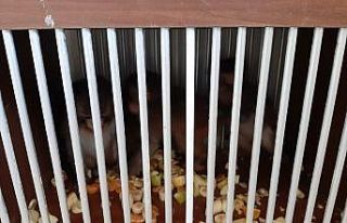 Silopi’de 4 örümcek maymun koruma altına alındı