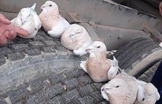 Sınır kapısında güvercin kaçakçılığı