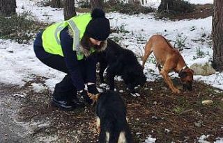 Sinop İl Özel İdaresi ağır kış günlerinde...